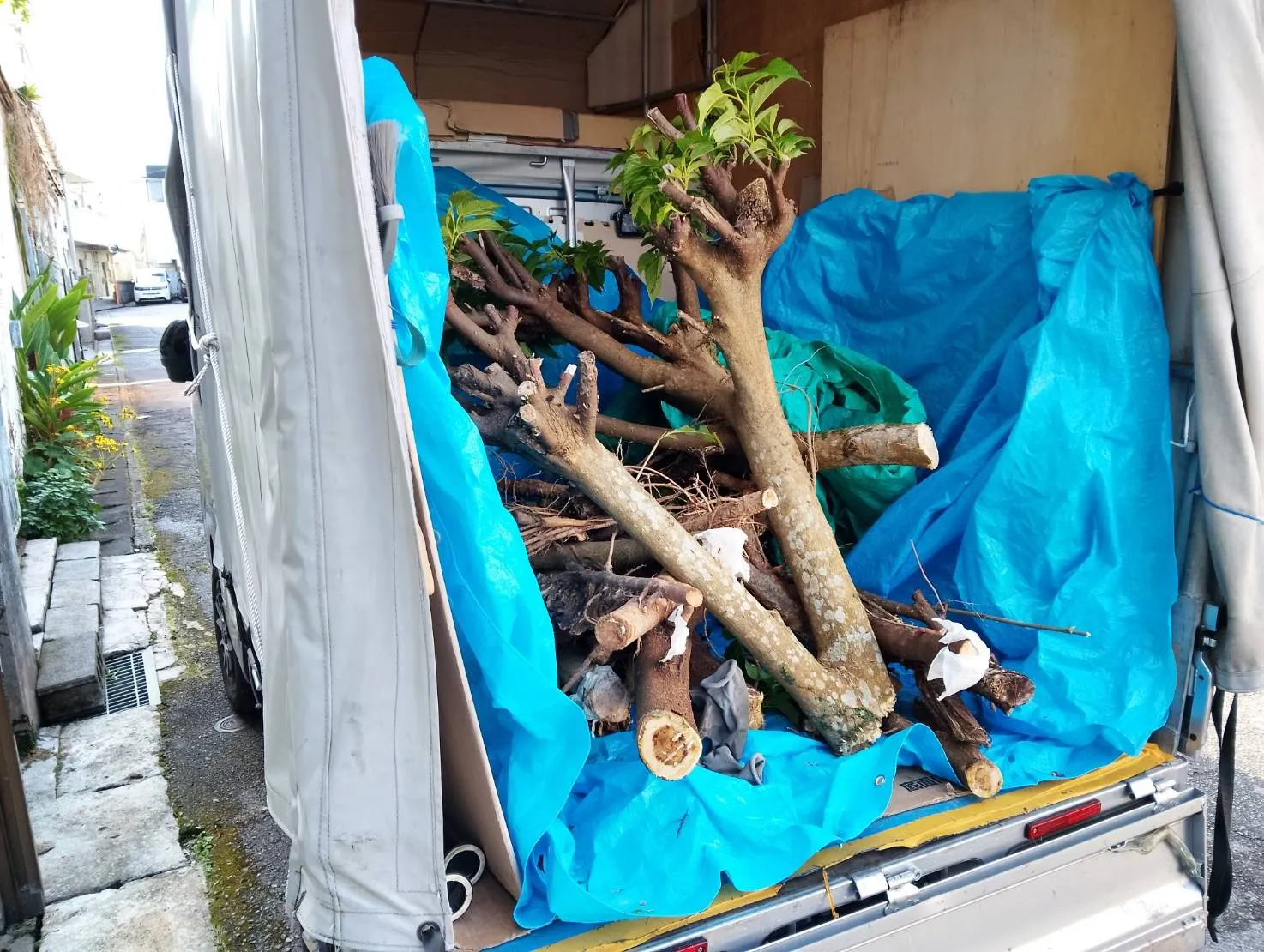 那覇市庭木の処分
